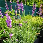 Bed & Breakfast Fleurs De Cosmos D' Hotes