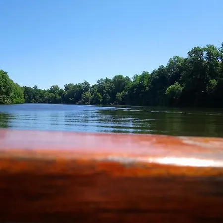 Fleurs De Cosmos Albi