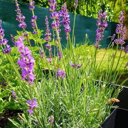 Bed & Breakfast Fleurs De Cosmos