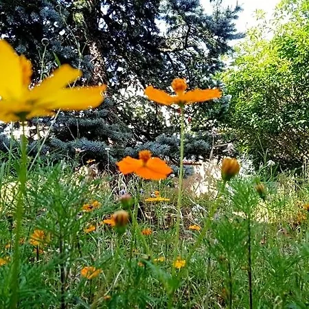 Bed and Breakfast Fleurs De Cosmos, Lumineuse Climatisee Αλμπί