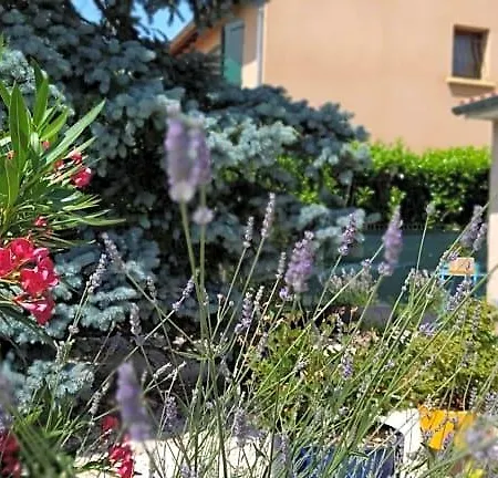Fleurs De Cosmos, Lumineuse Climatisee