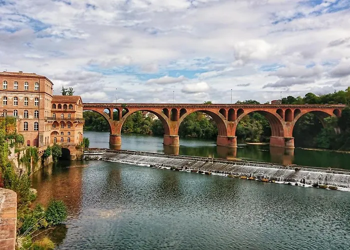Fleurs De Cosmos D' Hotes Albi